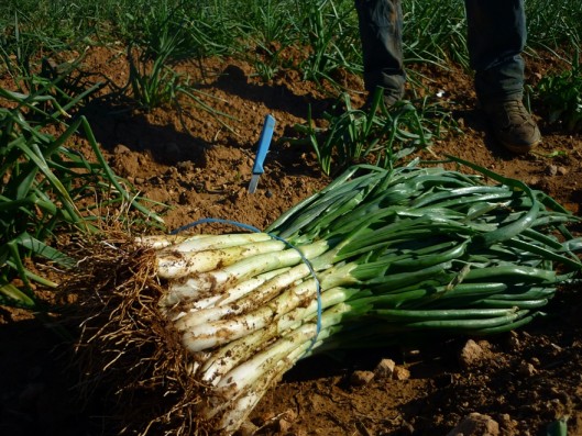 calçots